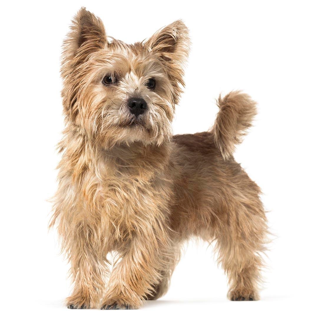Norwich Terrier 2