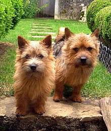 Norwich Terrier 3