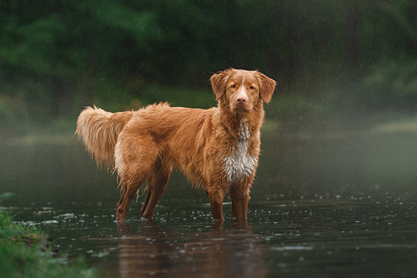 Nova Scotia Duck Tolling Retriever 1