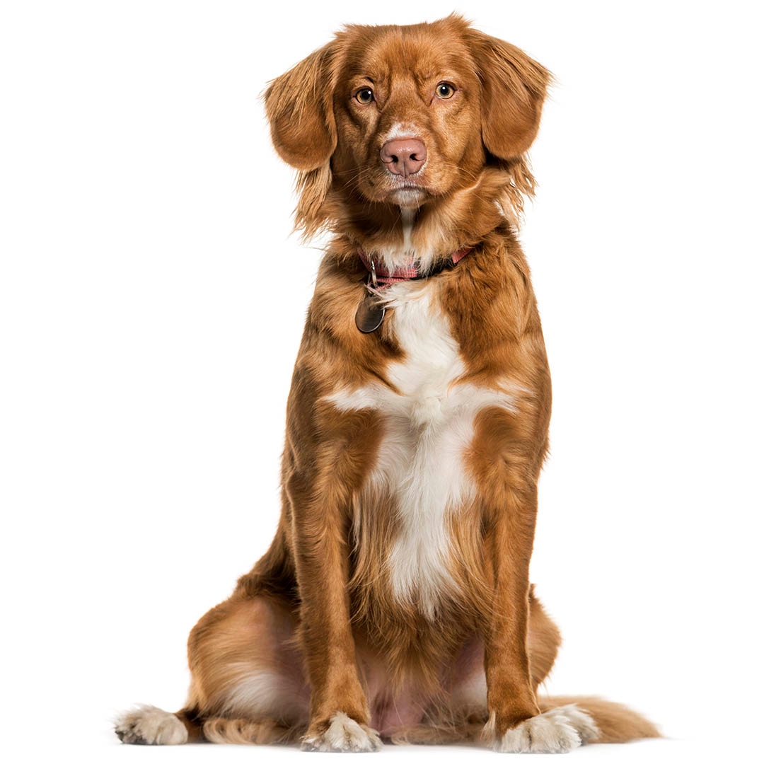 Nova Scotia Duck Tolling Retriever 2
