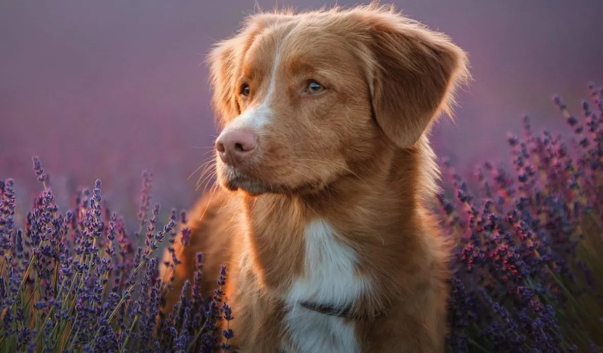 Nova Scotia Duck Tolling Retriever 3
