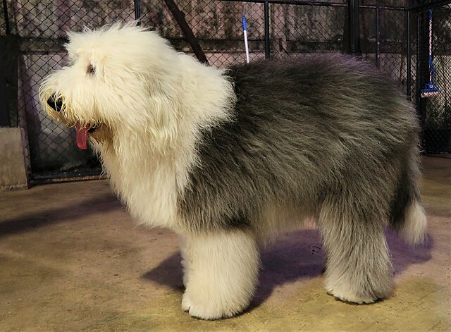Old English Sheepdog 1
