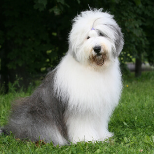 Old English Sheepdog 2