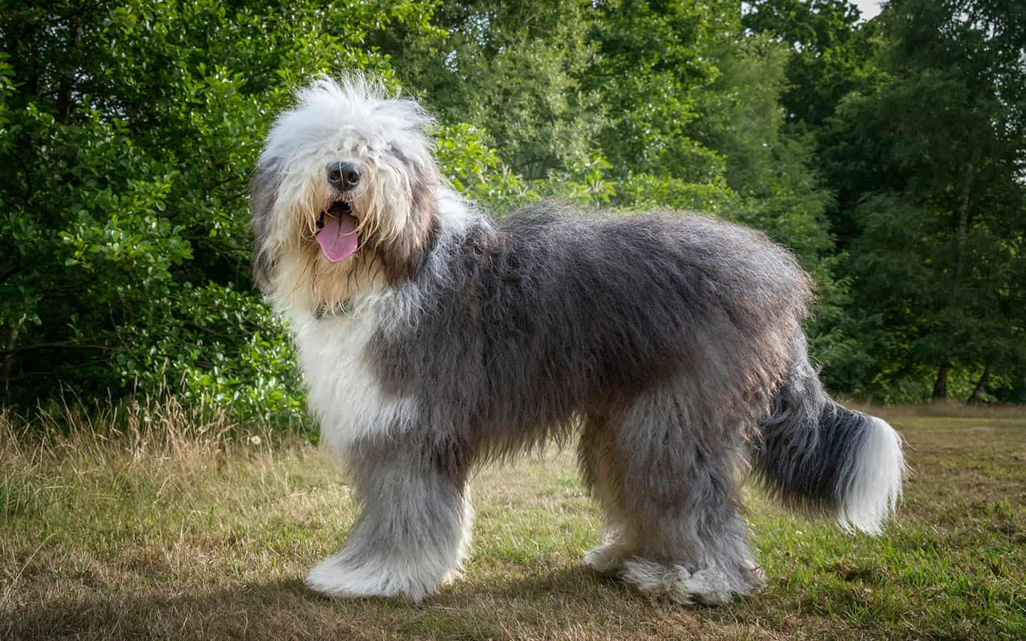 Old English Sheepdog 3