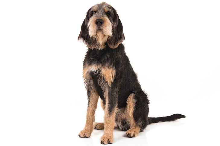 Otterhound 1