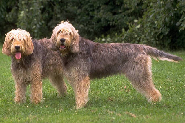 Otterhound 2