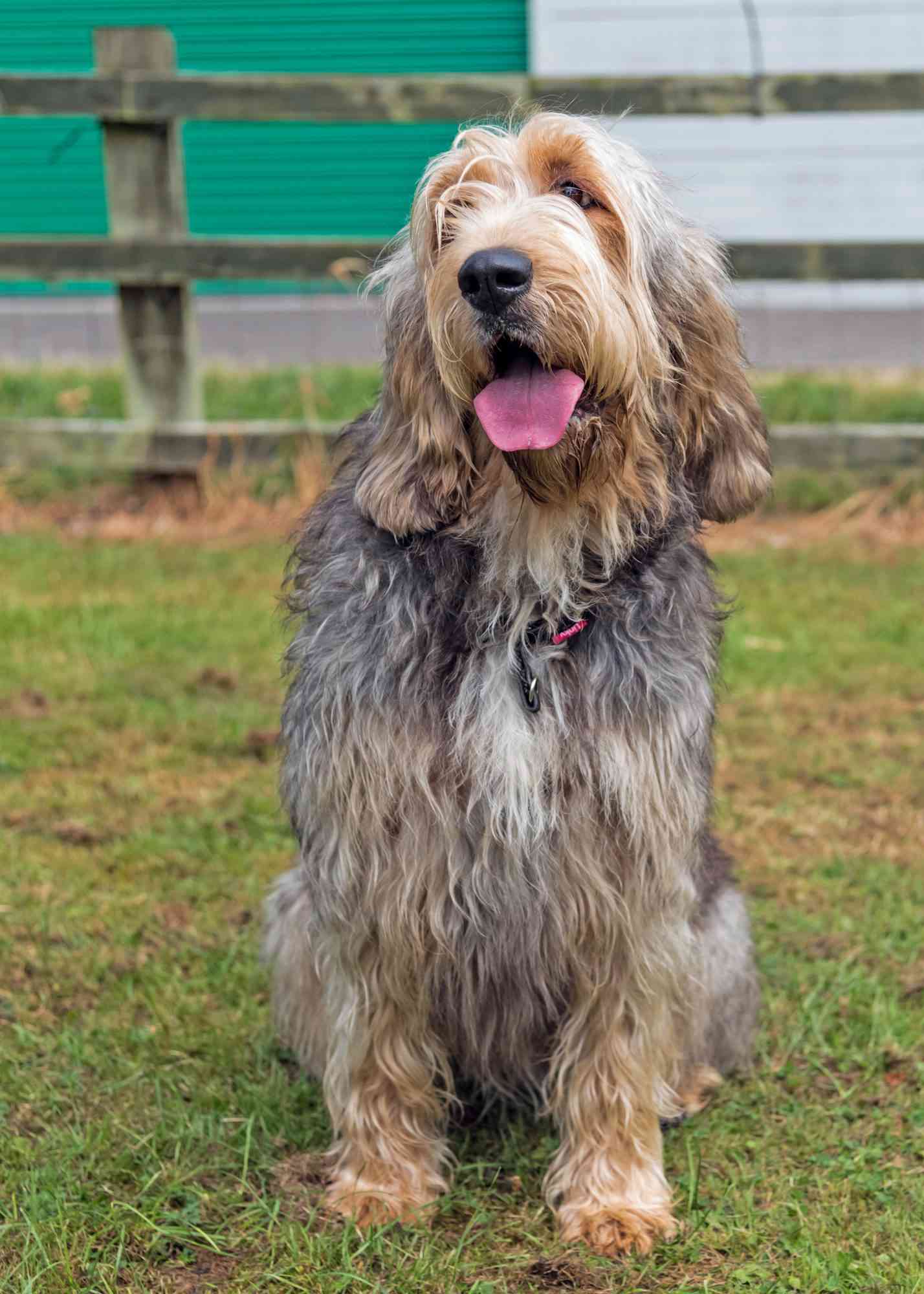Otterhound 3