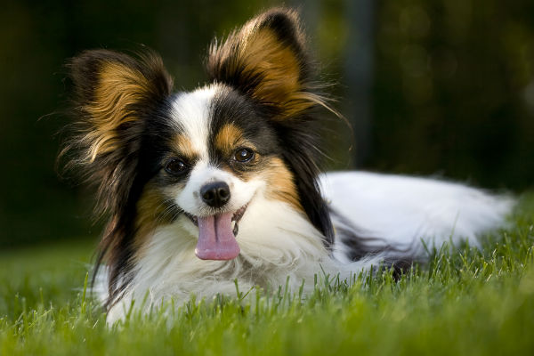 Papillon 2