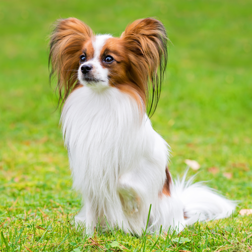 Papillon 3