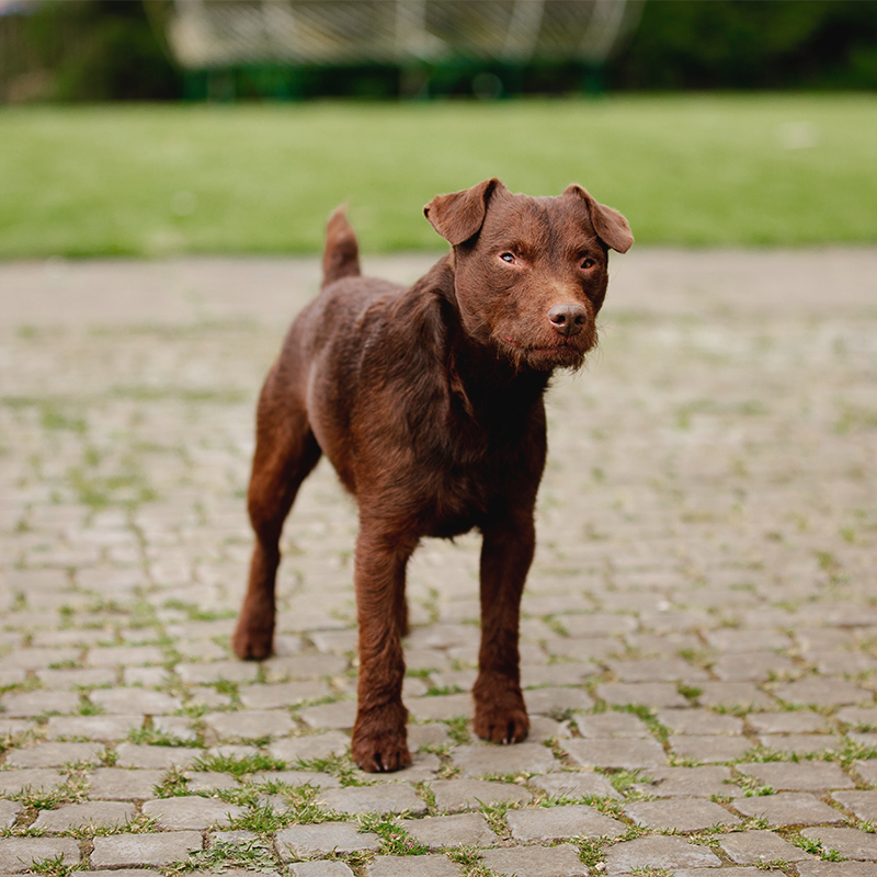 Patterdale Terrier 2