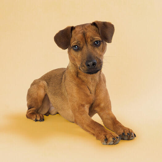 Patterdale Terrier 3