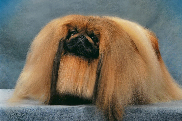 Pekingese 1
