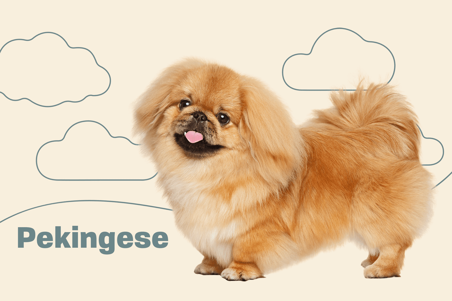 Pekingese 3