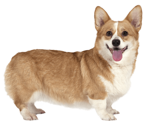 Pembroke Welsh Corgi 1