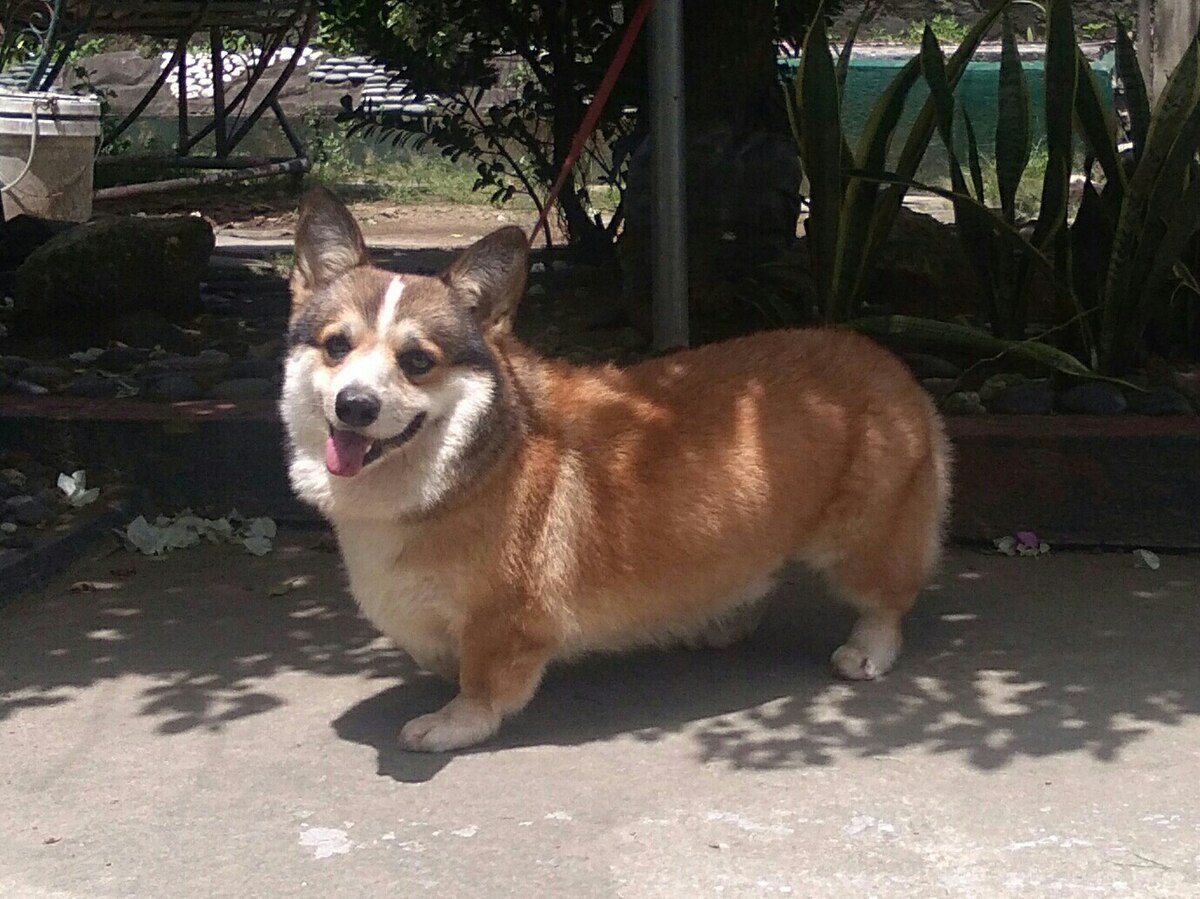 Pembroke Welsh Corgi 2