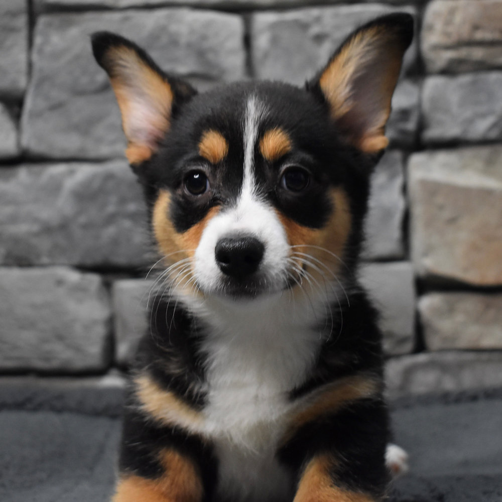 Pembroke Welsh Corgi 3