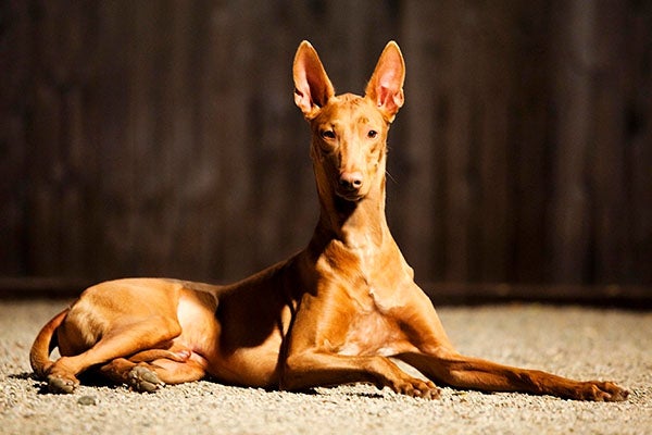 Pharaoh Hound