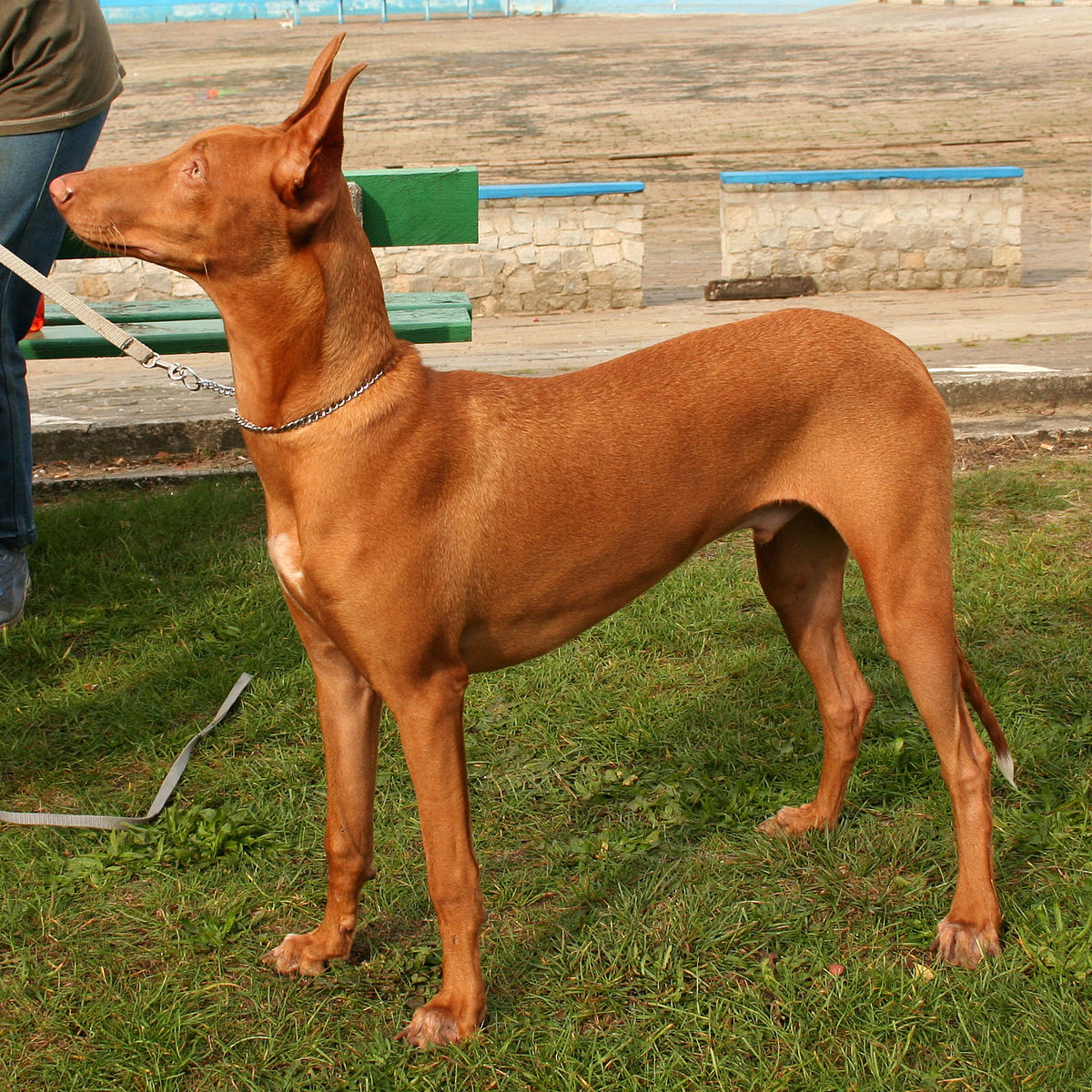 Pharaoh Hound 2