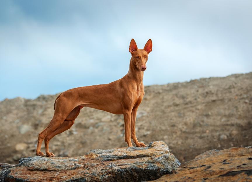 Pharaoh Hound 3