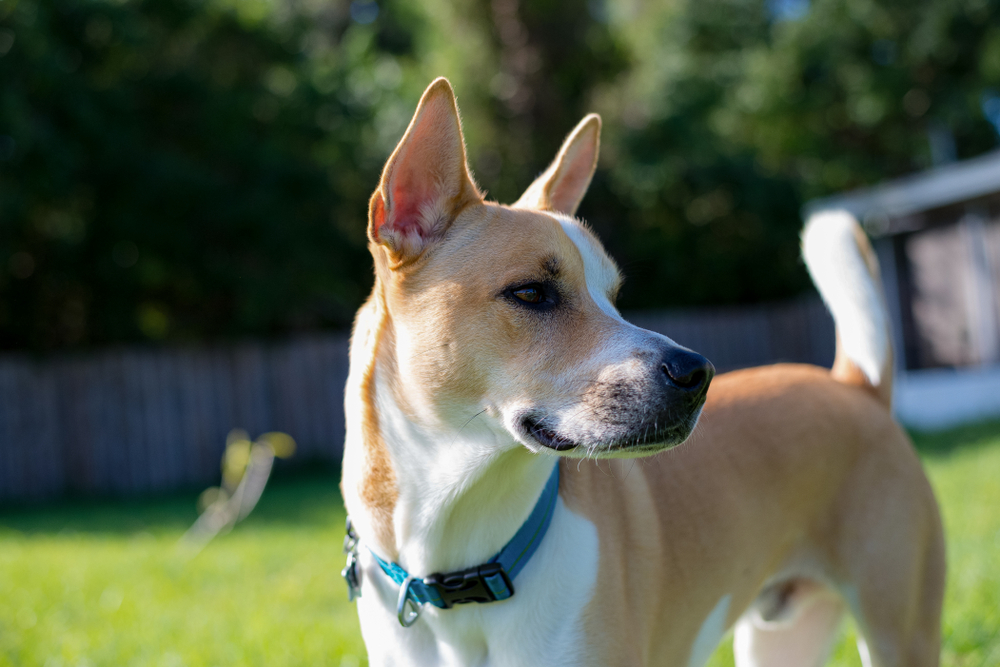 Pitsky 1