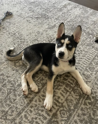 Pitsky 2