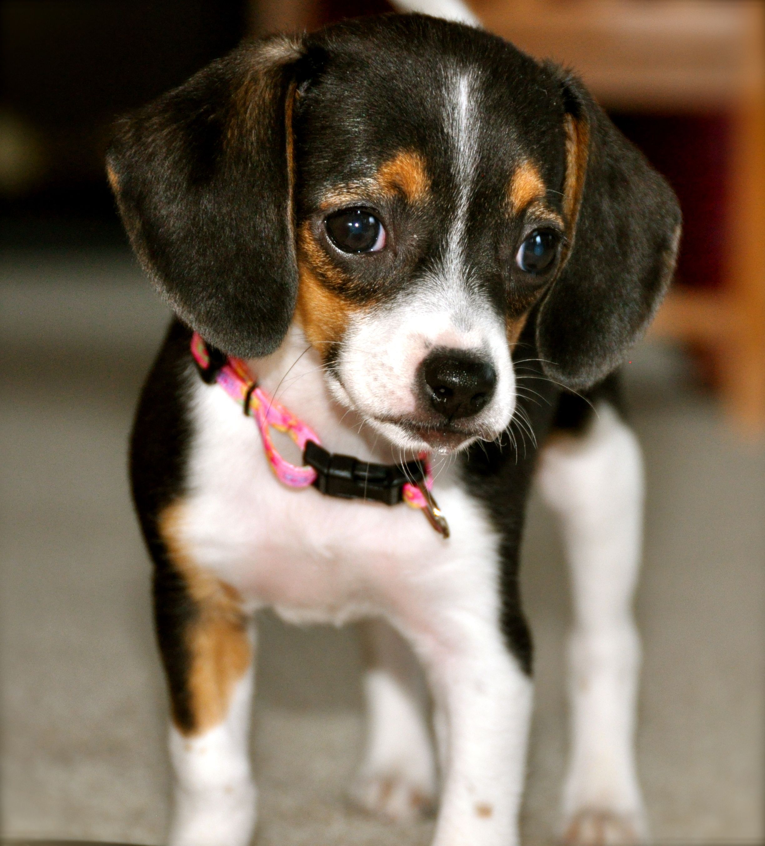 Pocket Beagle 1