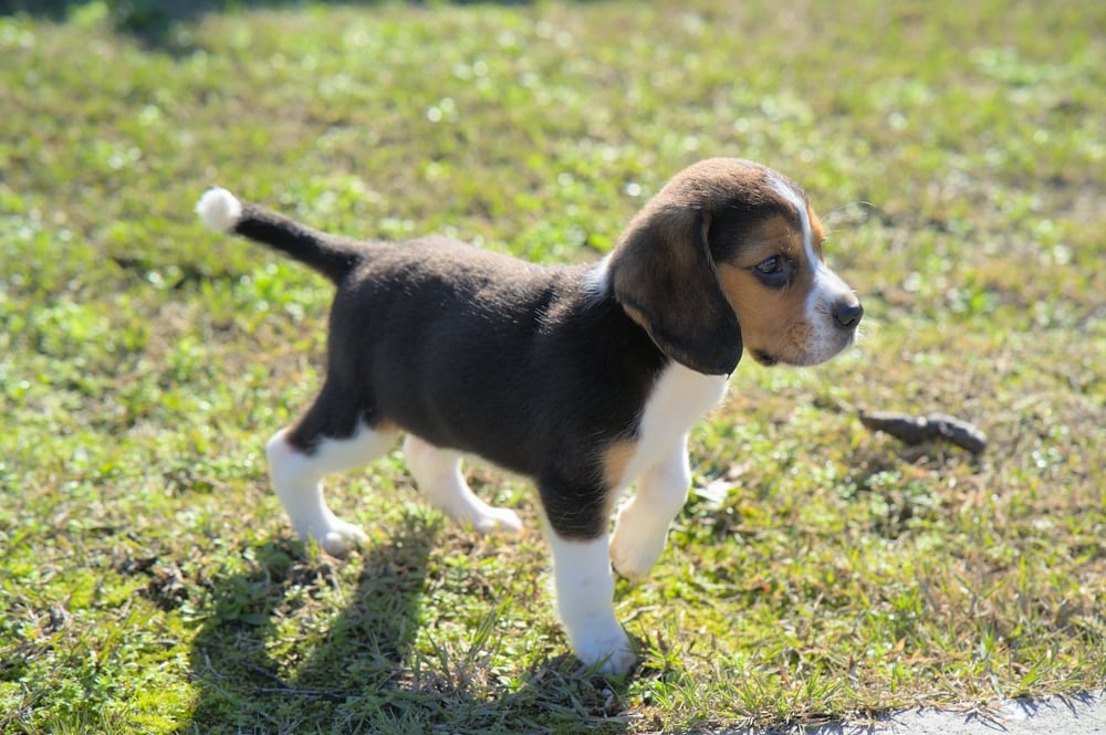 Pocket Beagle 2