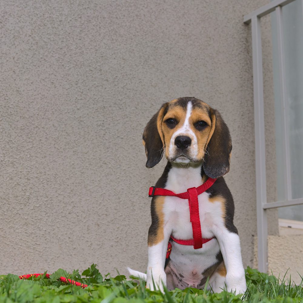 Pocket Beagle 3