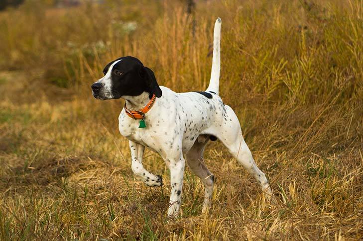Pointer 1