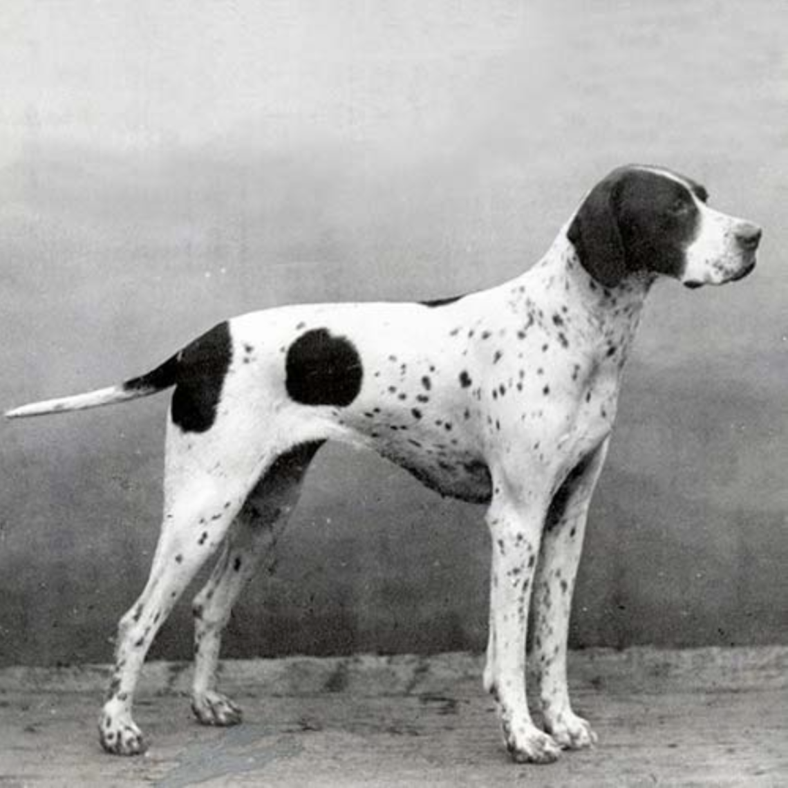 Pointer 2