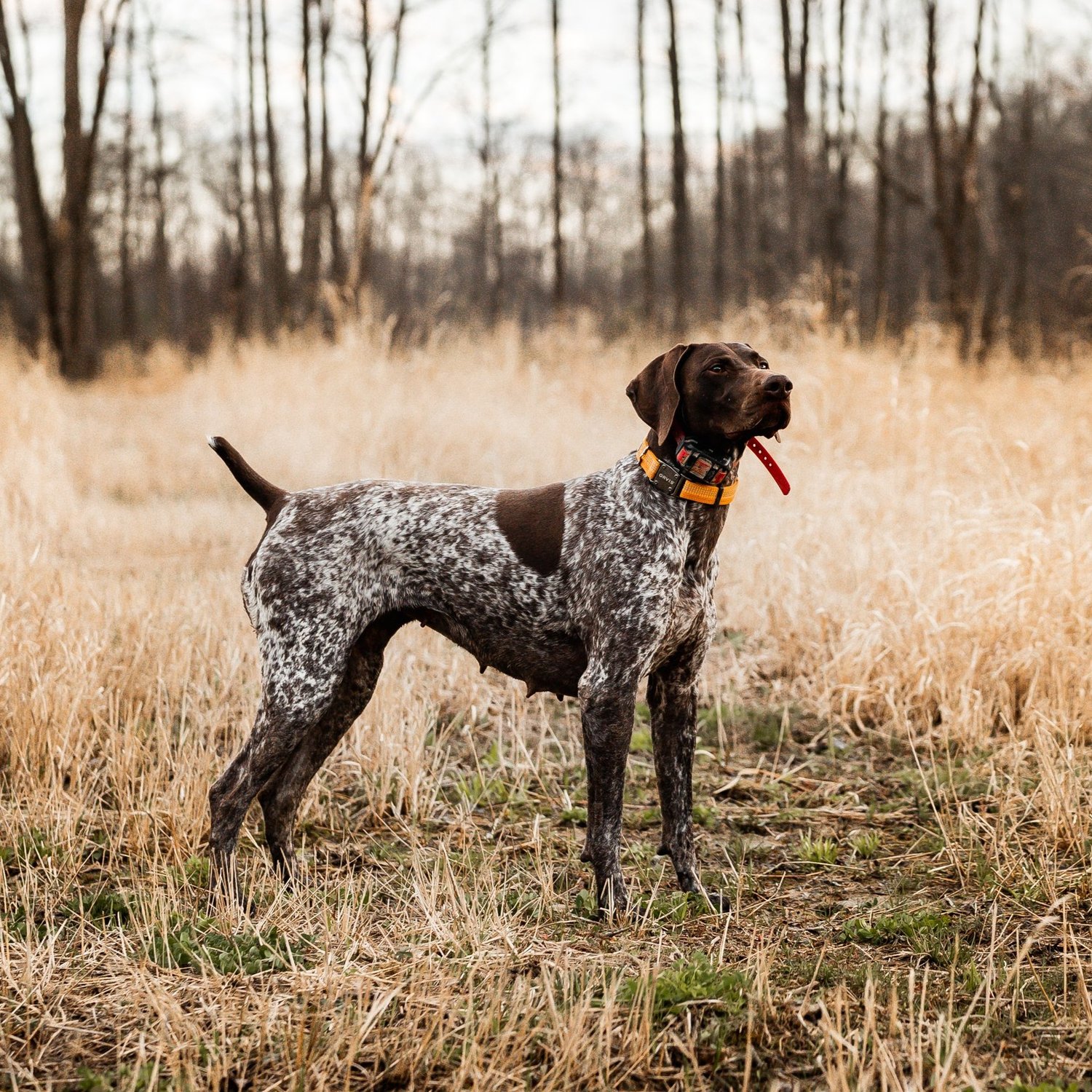 Pointer 3