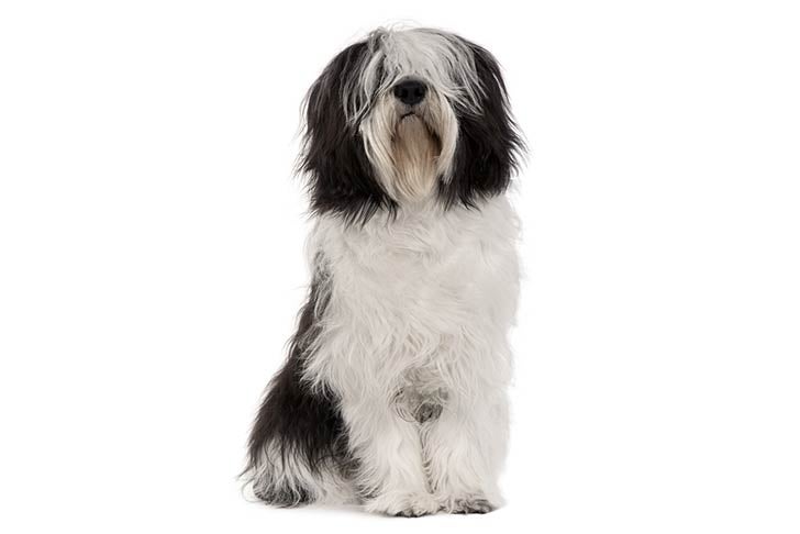 Polish Lowland Sheepdog 1