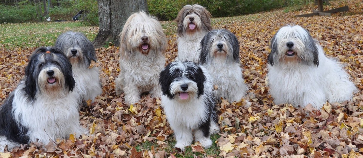 Polish Lowland Sheepdog 2