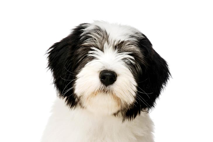 Polish Lowland Sheepdog 3
