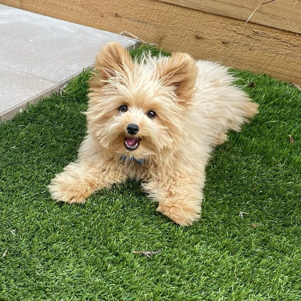 Pomapoo 1