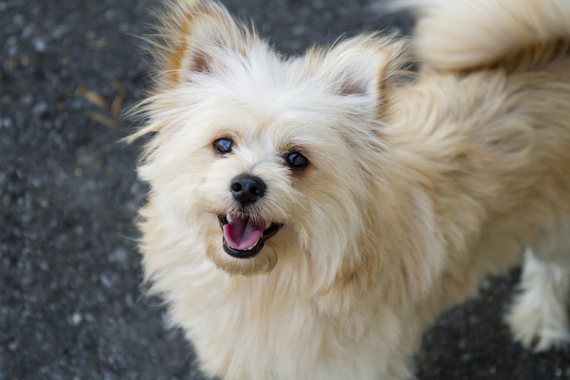 Pomapoo 2