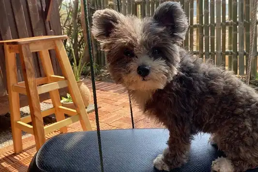 Pomapoo 3