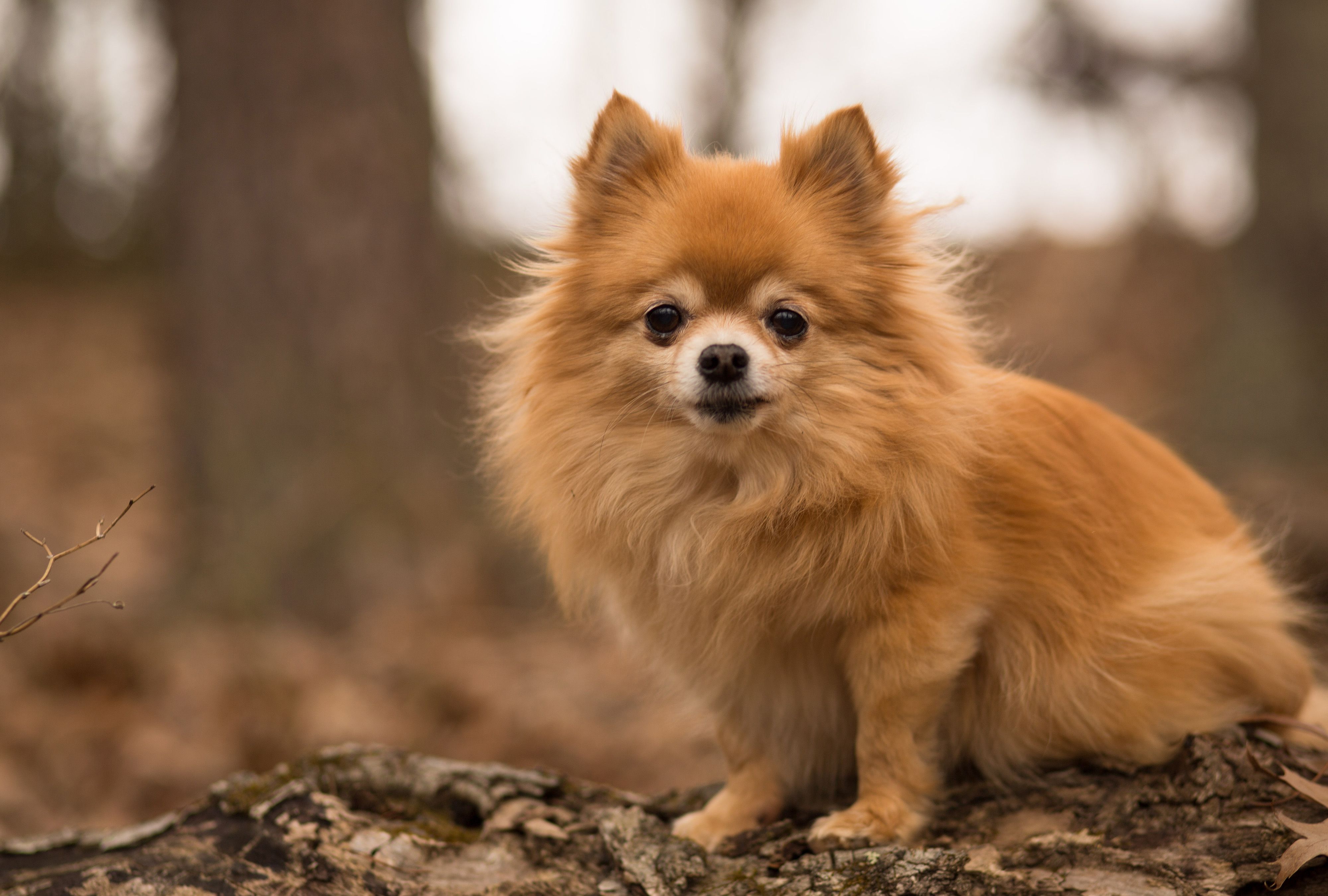 Pomchi 1