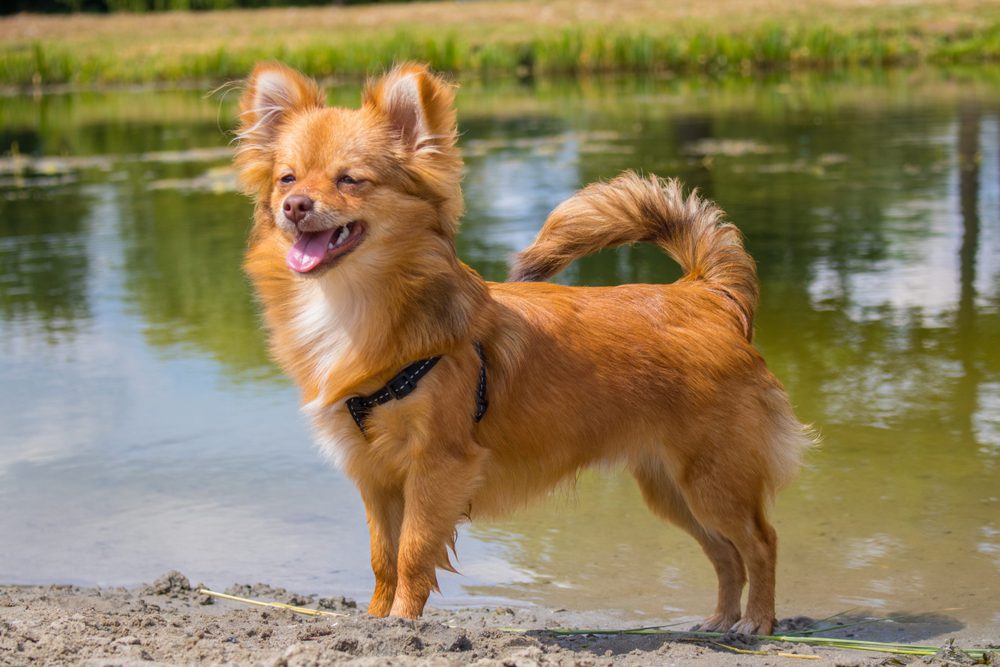 Pomchi 2