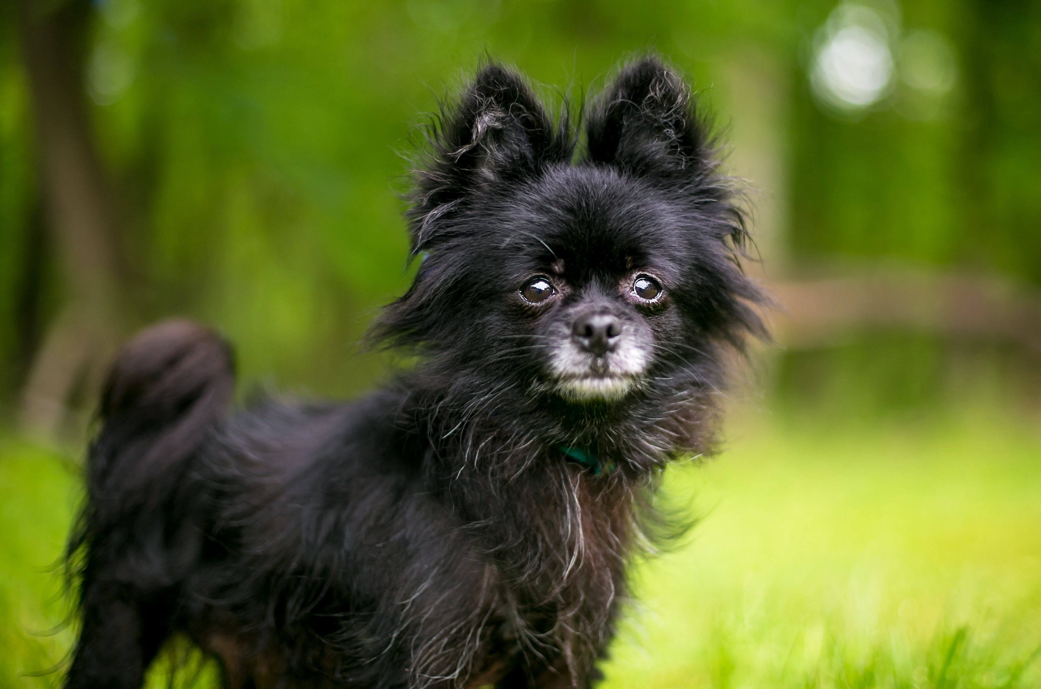 Pomchi 3