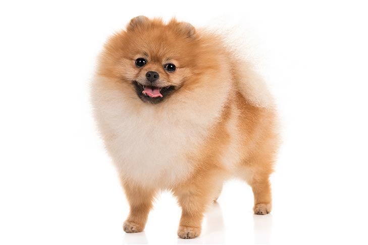 Pomeranian 1