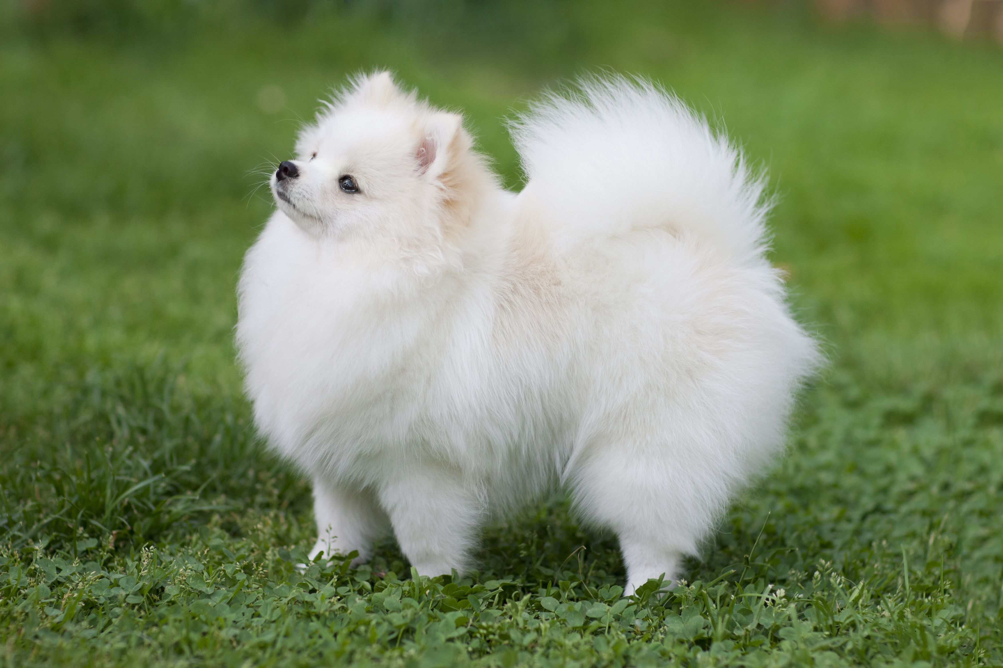 Pomeranian 2