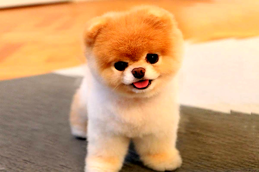 Pomeranian 3