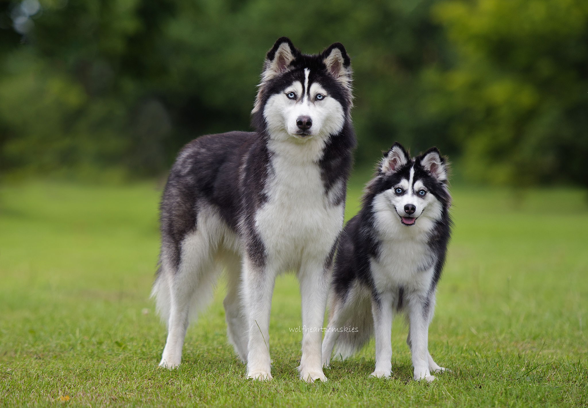 Pomsky 1
