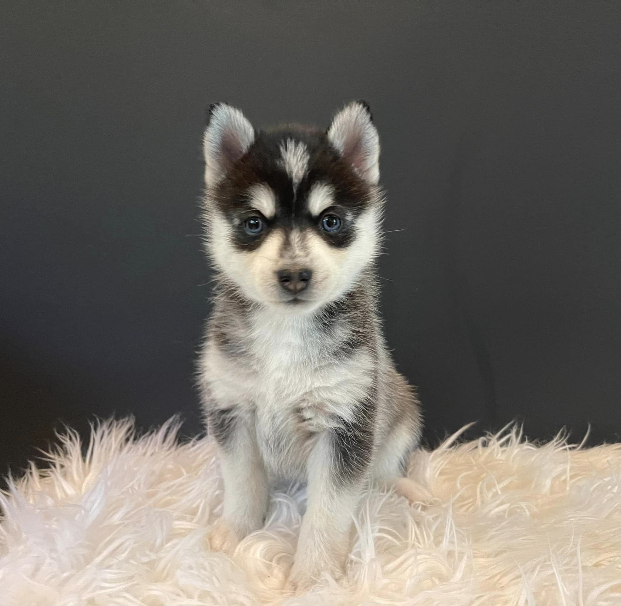 Pomsky 2