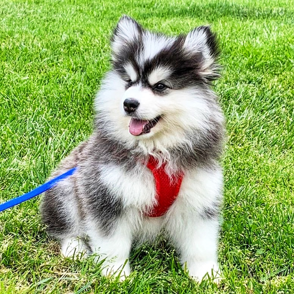 Pomsky 3
