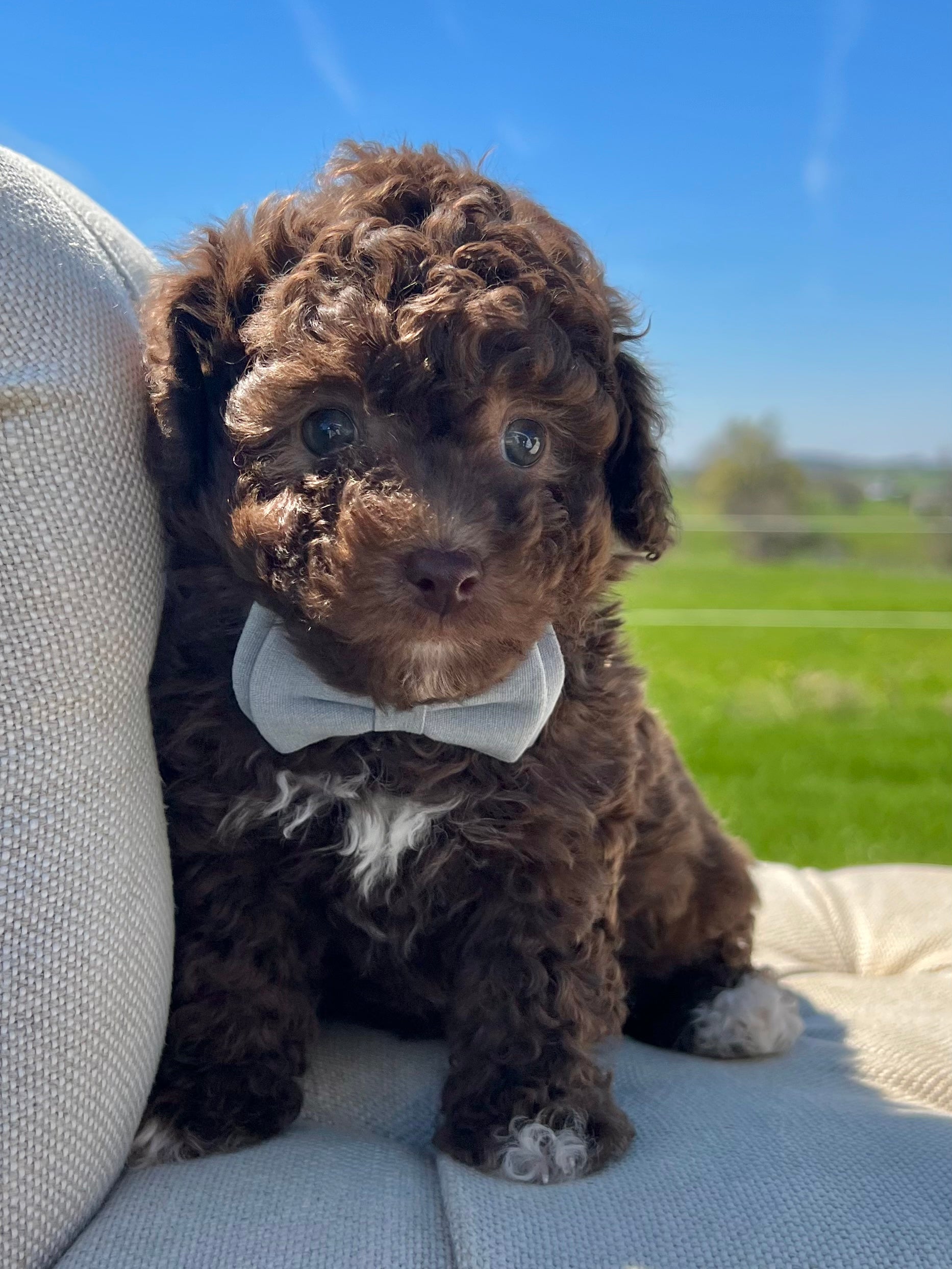 Poochon 2