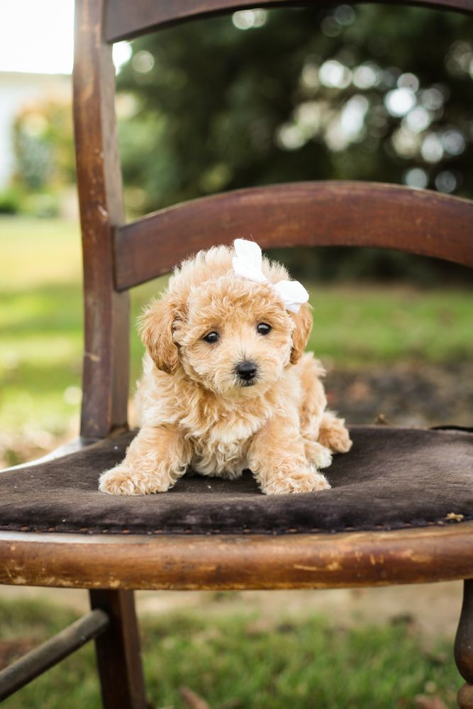 Poochon 3