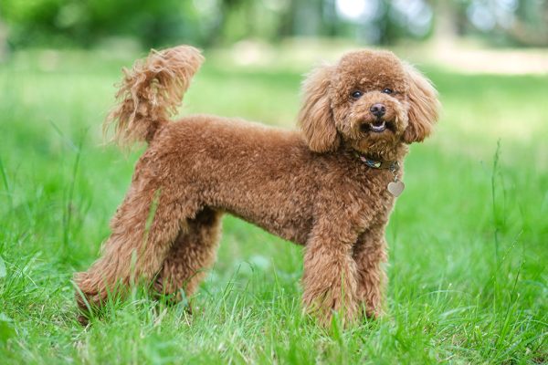 Poodle 2