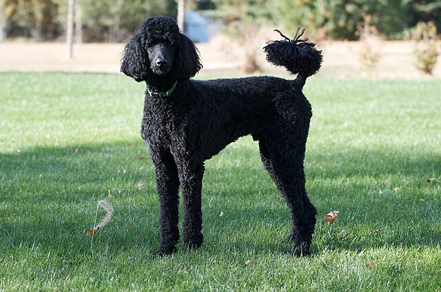 Poodle 3